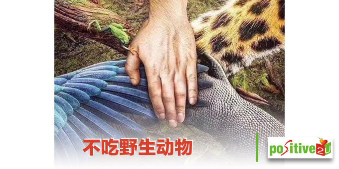 【健康良食】不吃野生动物