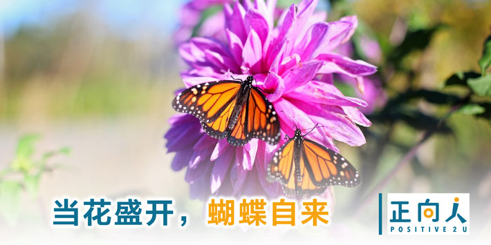 当花盛开，蝴蝶自来
