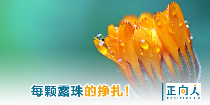 每颗露珠的挣扎！