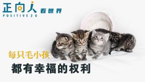 每只毛小孩都有幸福的权利